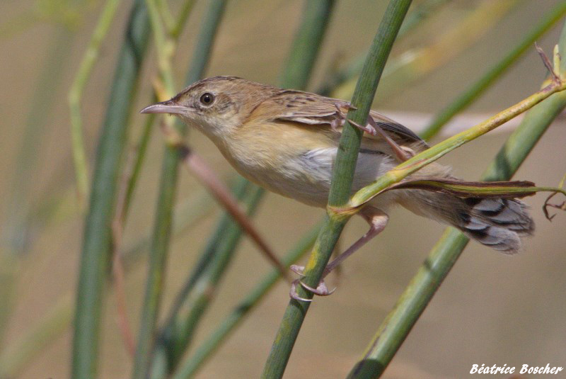 Cisticole des joncs.jpg